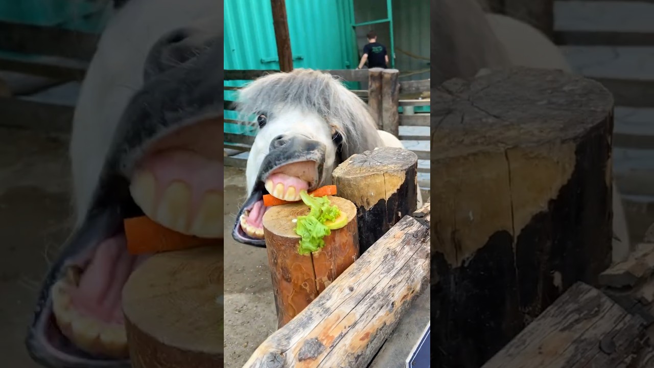 Interesting Facts About Pony's Teeth!