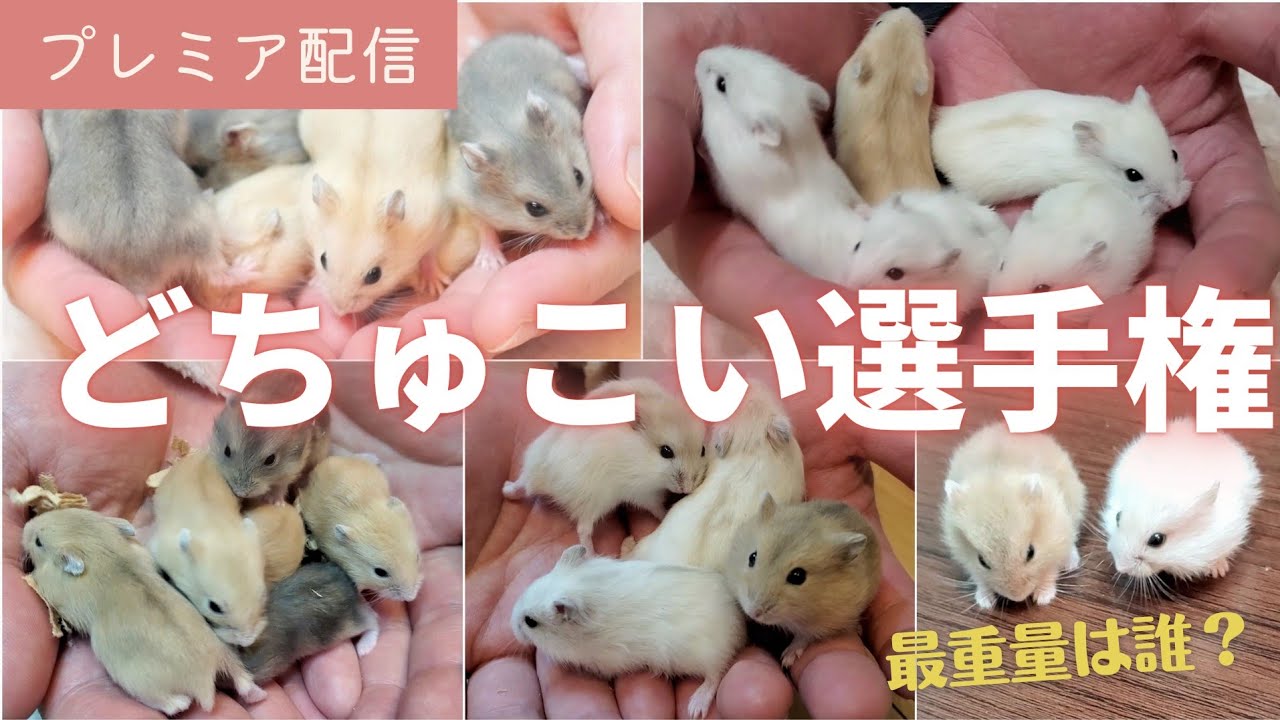 赤ちゃんだらけのどちゅこい選手権～結果発表！～【ジャンガリアンハムスター】