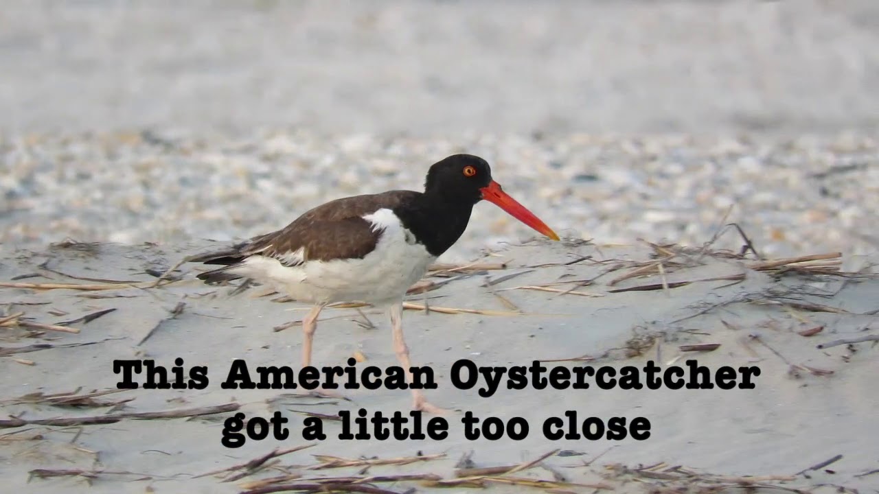 Least Terns Protecting Chicks