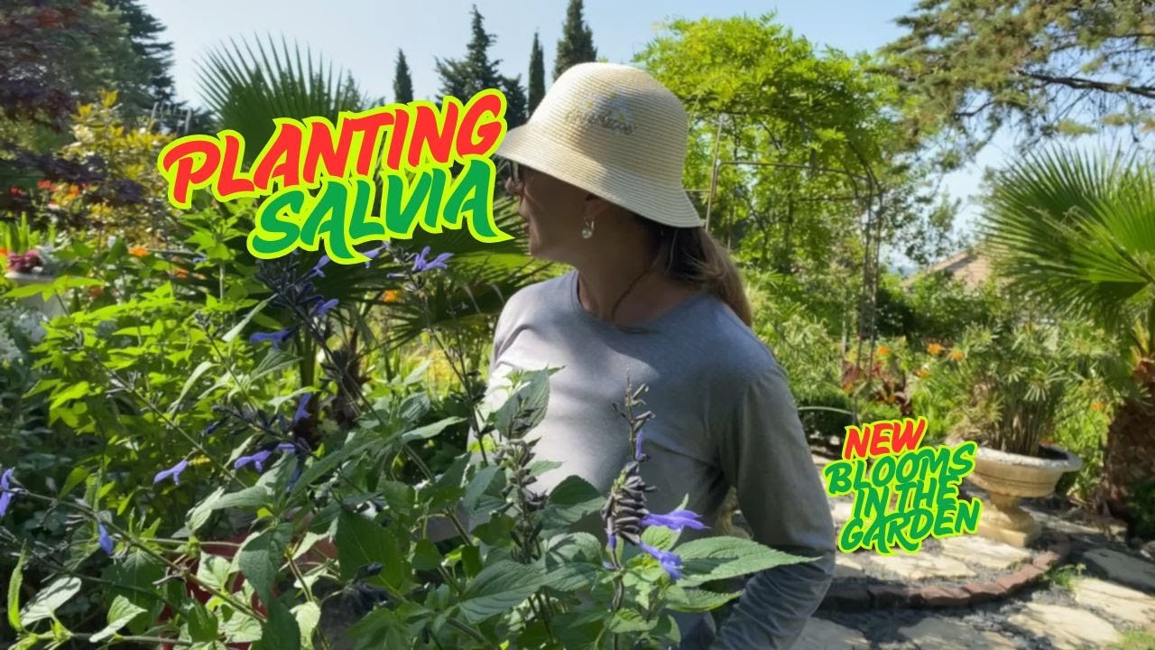 Planting True Blue & Sky Blue Salvia and A Walk Through Hydrangea Avenue!