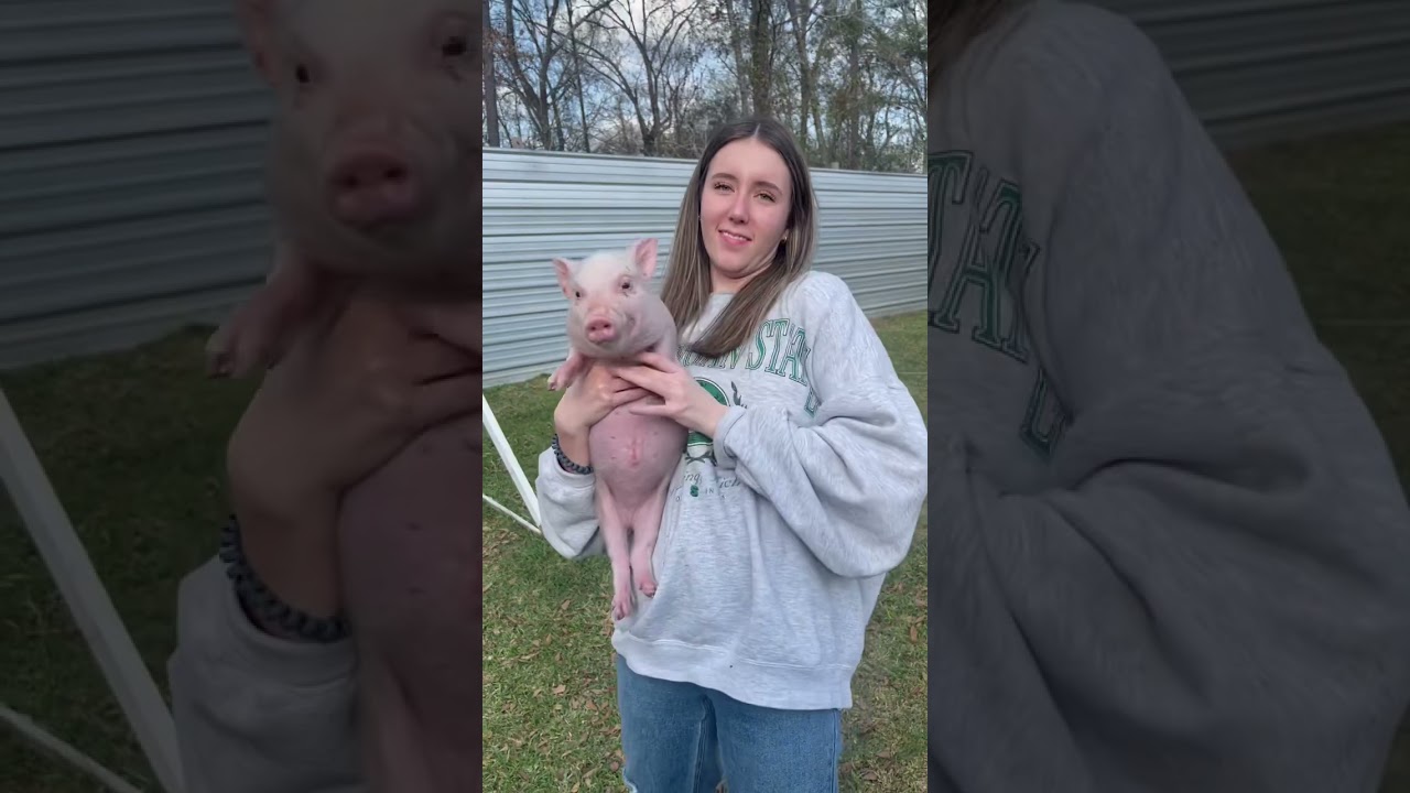 Willie the mini pig looks up at the sky!