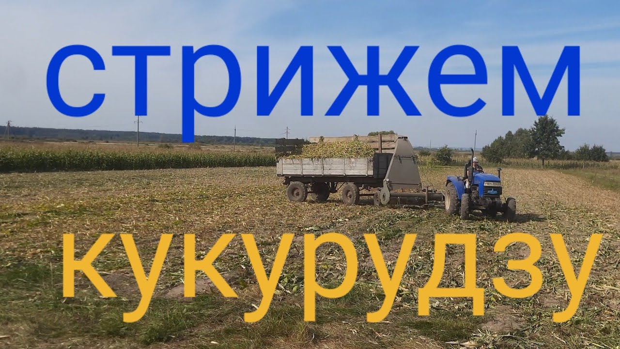 заготівля силосу (кукурудза) процес косіння || Частина 2