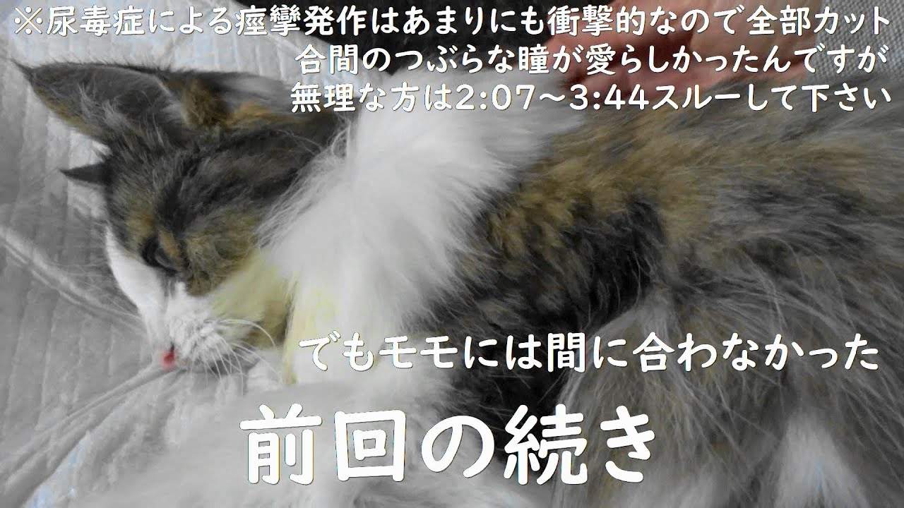 【モモ20歳エピローグ】モモが亡くなりました～感謝の気持ちで一杯です💗お陰様で20歳迄生きられました～死因：腎不全尿毒症　ステージ4で182日間生きた猫 /最期に手にした悲願の慢性腎不全治療薬とは