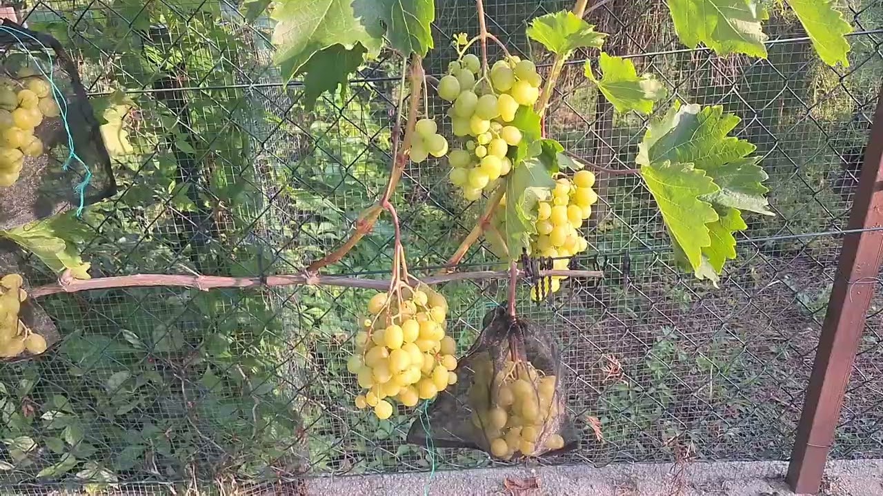 Úroda viniča 2025 (časť 2). Grape harvest 2025 (part 2). Урожай винограда в сезоне 2025 (частина 2)