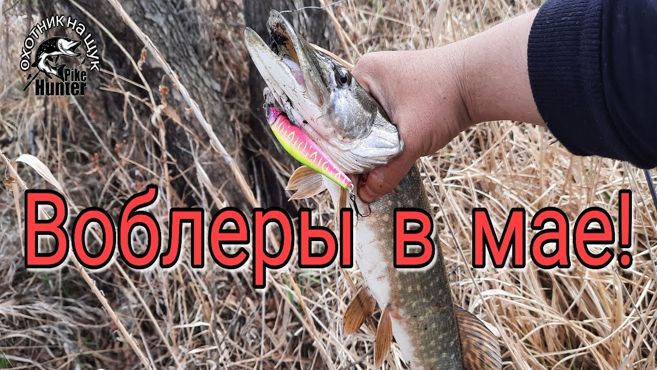 Ловля щуки на воблеры в мае! Береговая рыбалка на спиннинг!