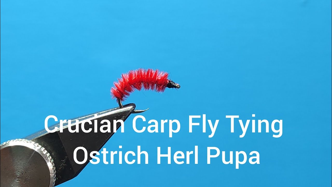 Crucian Carp Fly Tying - Ostrich Herl Pupa