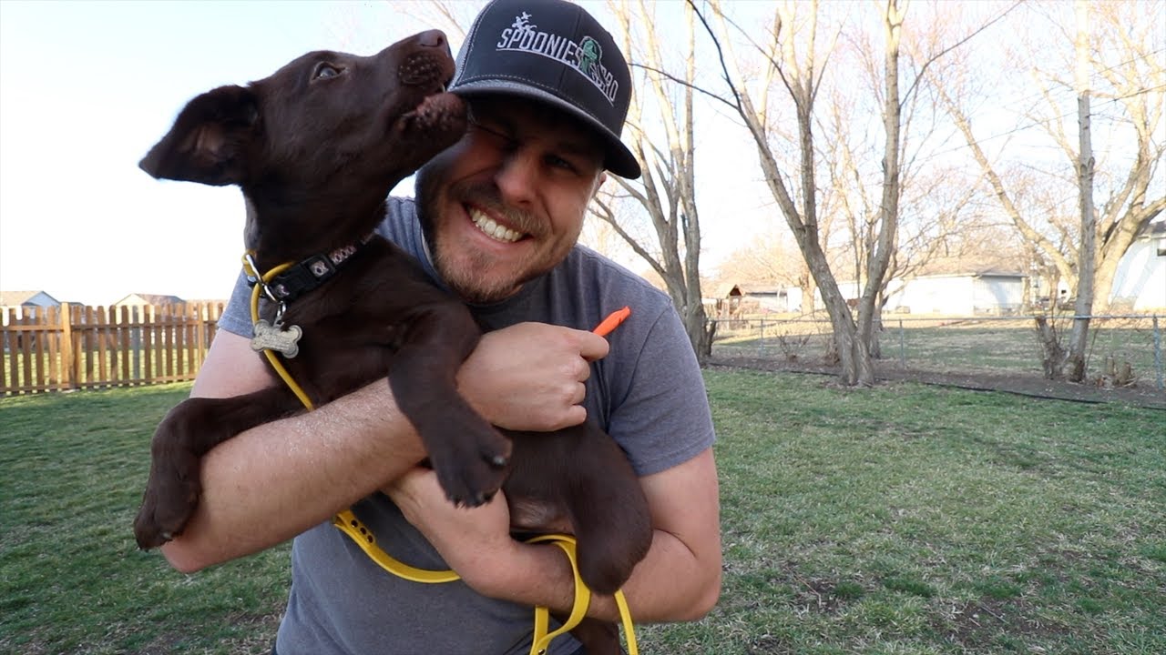 Intro To The Whistle! | Training My Retriever Week 6