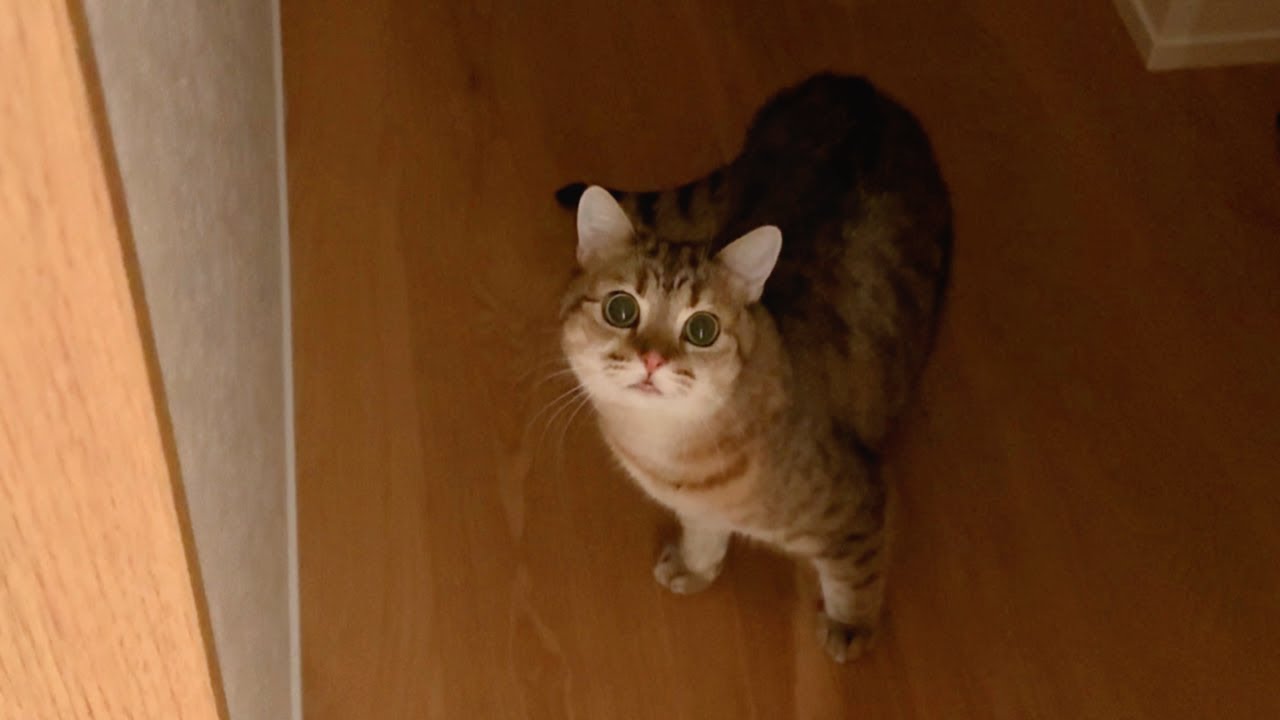 引きこもりの猫が珍しく出かけたのでついて行ってみたら…