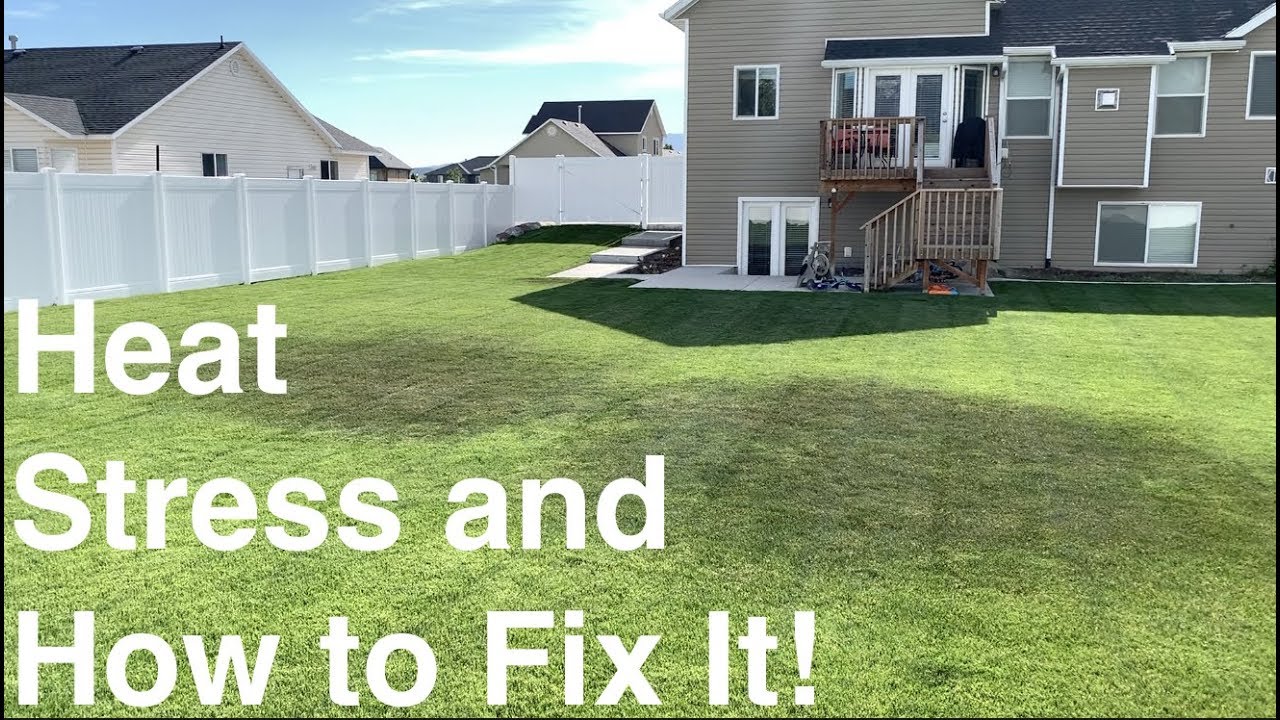 Overcoming Heat/Drought Stress in Your Lawn