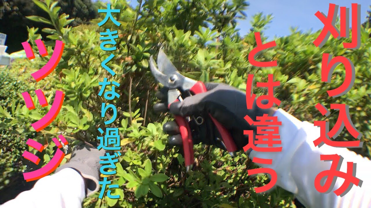 【ツツジ】刈り込みバサミを使わない手入れのやり方【切り戻し剪定】