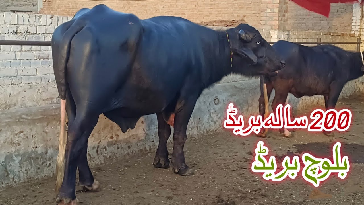 World beautiful Nili Bull Neli Ravi Buffalo's Bull for sale in pakistan on YouTube 13 February 2026