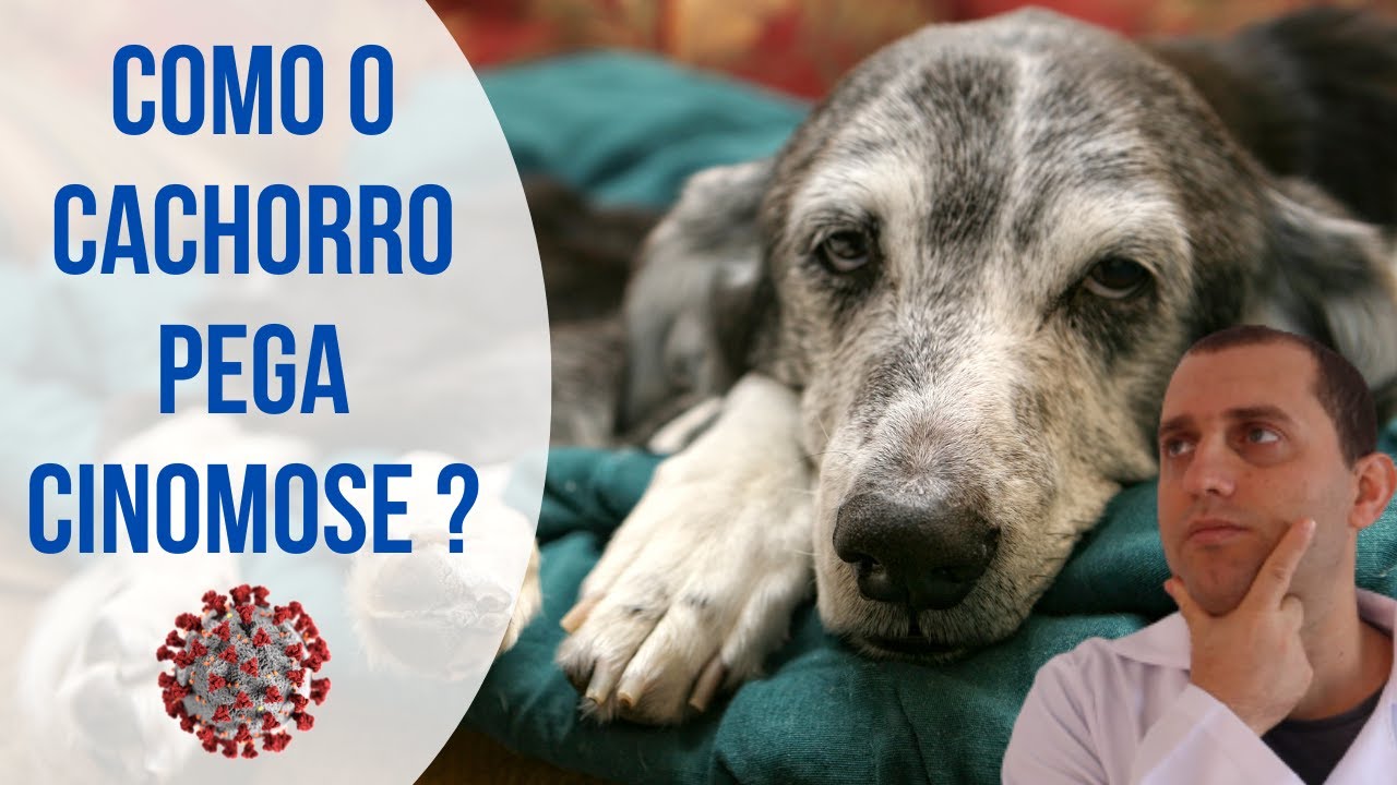 Como o cachorro pega cinomose  ?