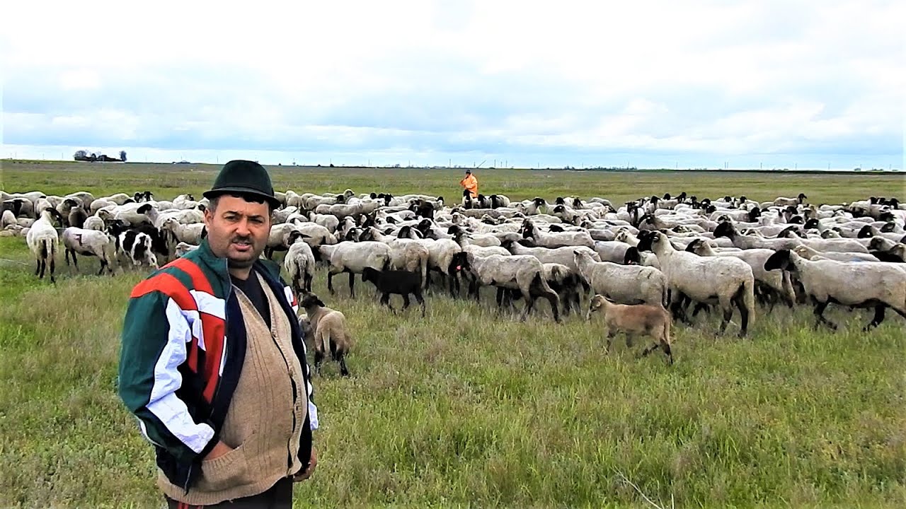 430 DE OI CARABASE SI CATEVA BELE LA STANA LUI OVIDIU CHIRA ,JUD.IALOMITA