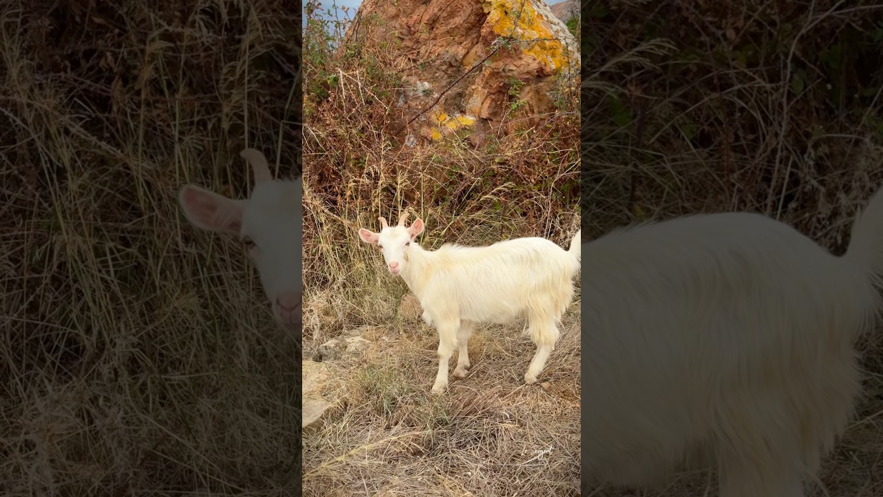 Ch&egrave;vres corses sur le sentier du Capo Rosso &agrave; Piana