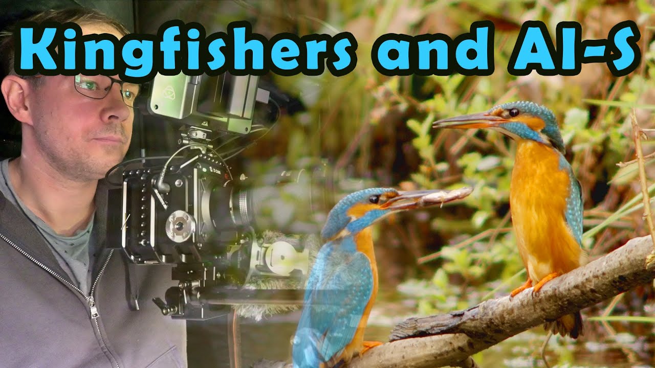 Budget Nikkor Telephoto Lens | Episode 14: Kingfisher photography with Nikkor AI-S lenses