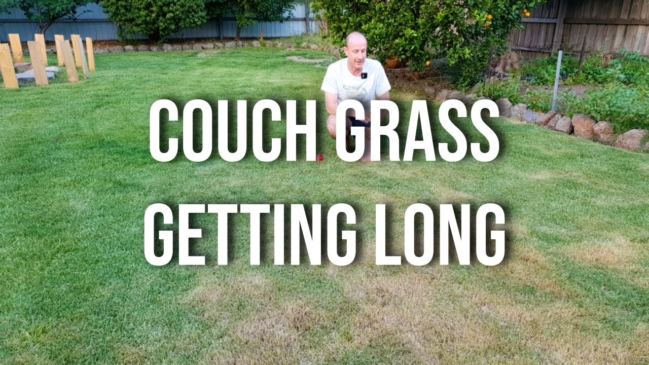 Couch Grass Getting Long