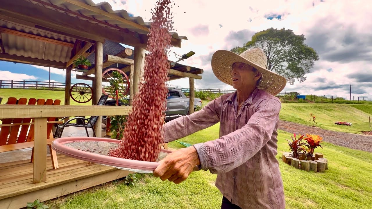 Rancho simplão  nossa maravilhosa colheita de feijão 🫘…