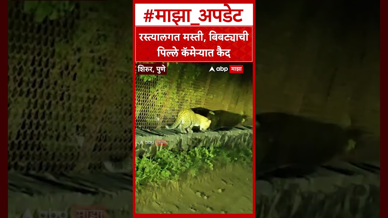 Pune Leopard : रस्त्यालगत मस्ती, बिबट्याचीपिल्ले कॅमेऱ्यात कैद