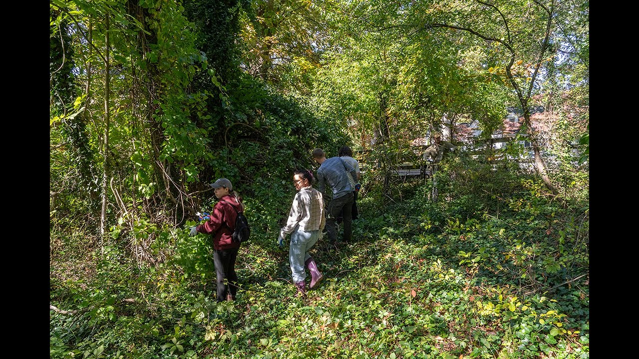 Invasive species removal is a team effort