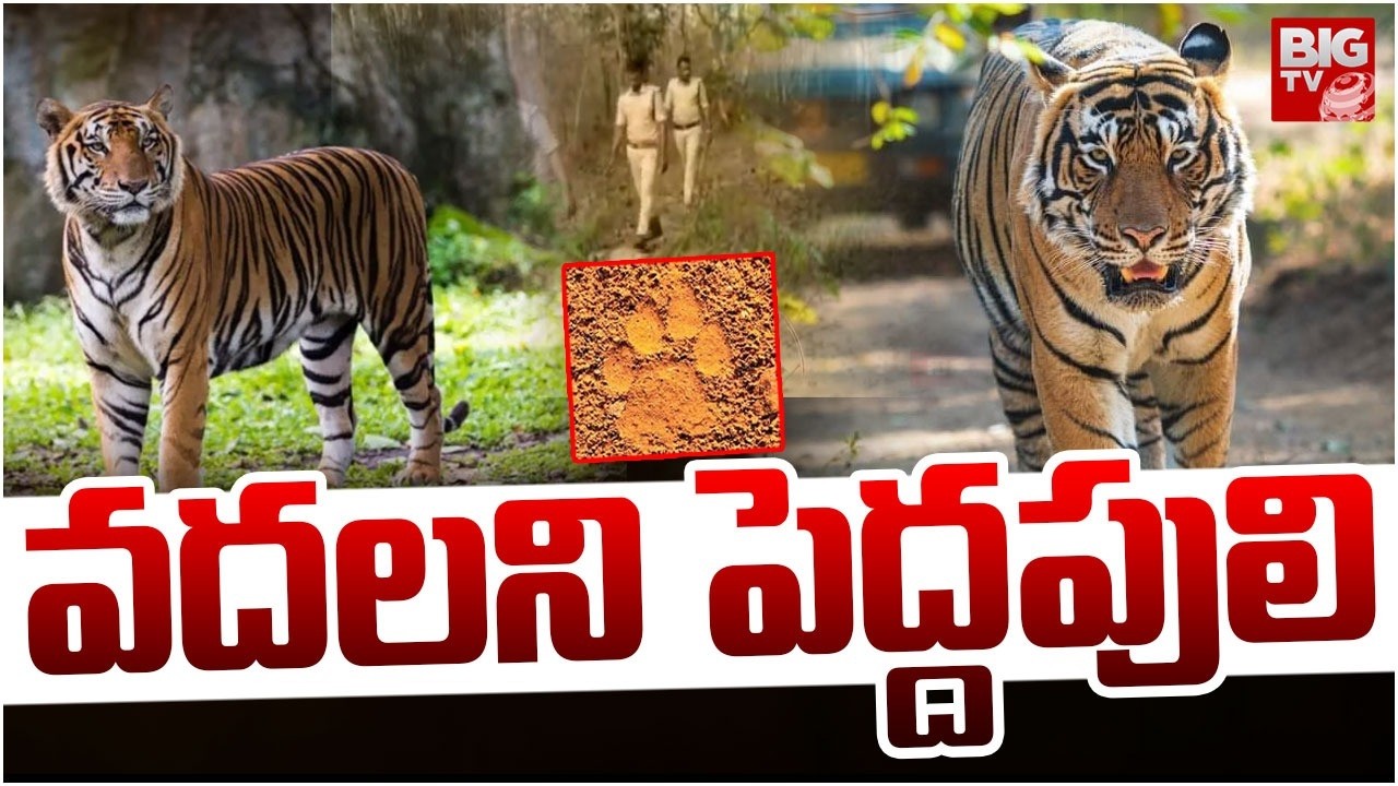 Tiger Tension in Kakinada: వదలని పెద్దపులి | Tiger Roaming Creating Fear In Kakinada | BIG TV