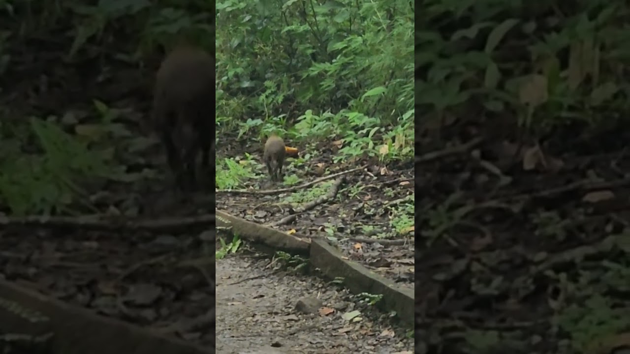 An agouti(&Ntilde;eque) in Panama