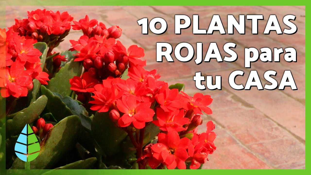 10 PLANTAS de interior FÁCILES DE CUIDAR con FLORES ROJAS para decorar tu casa 🌹🏡