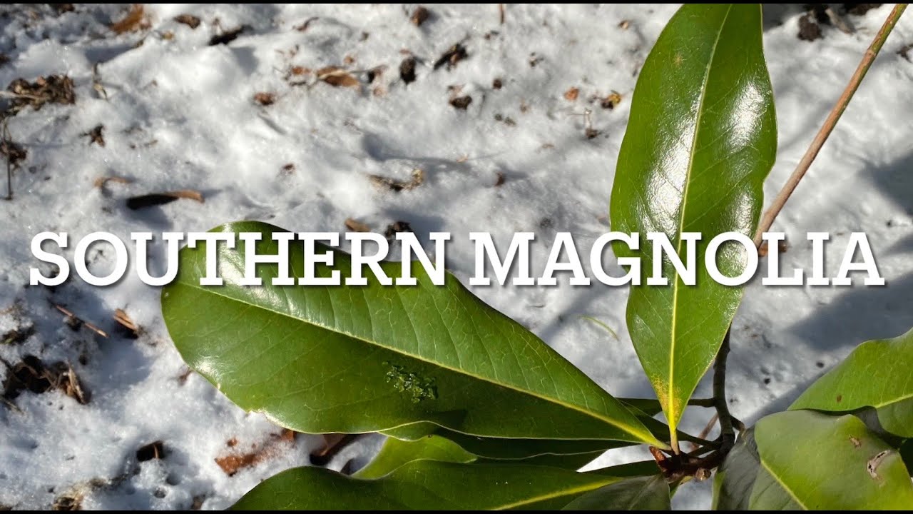 The Striking Southern Magnolia
