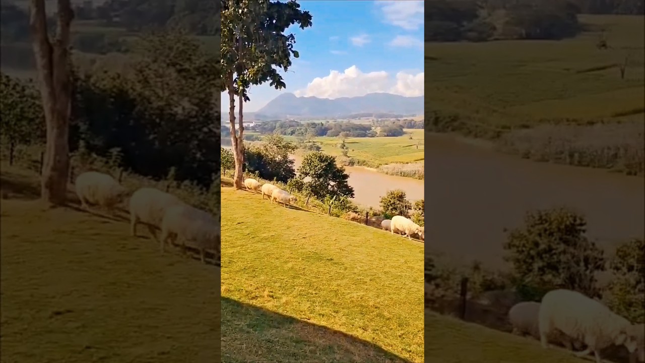 Adorable Corriedale sheep from Australia have been transported to the beautiful hills of Thailand.