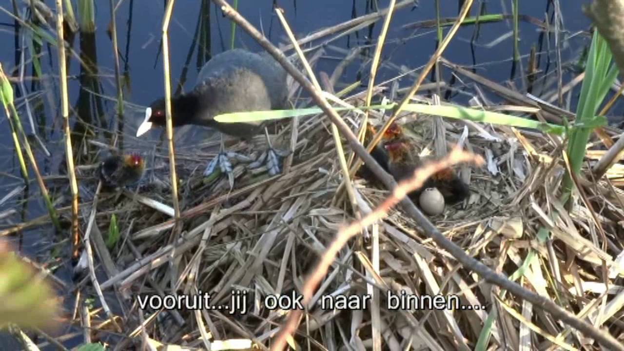 meerkoeten houtvaart 2016
