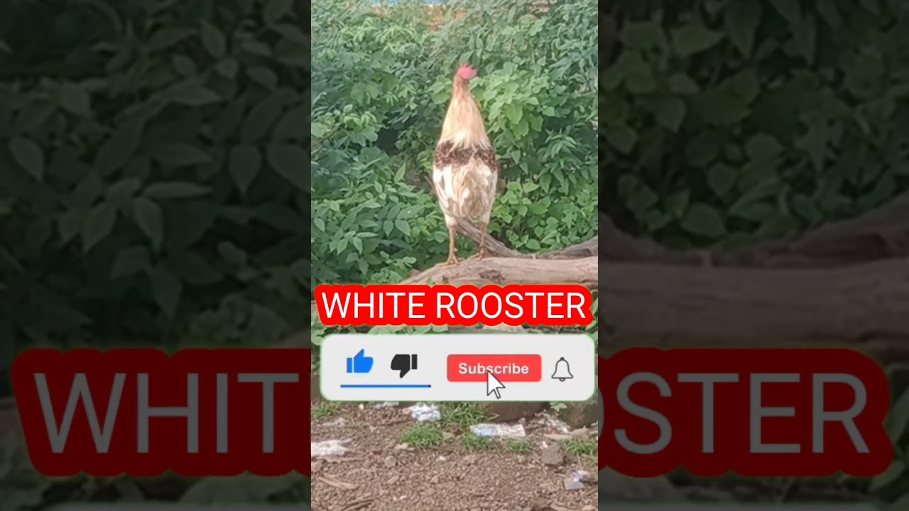 #kukra #rooster #aseelrooster #omprakashausar #deshimurgipalan #birds #carryminati #cgpetsvlog