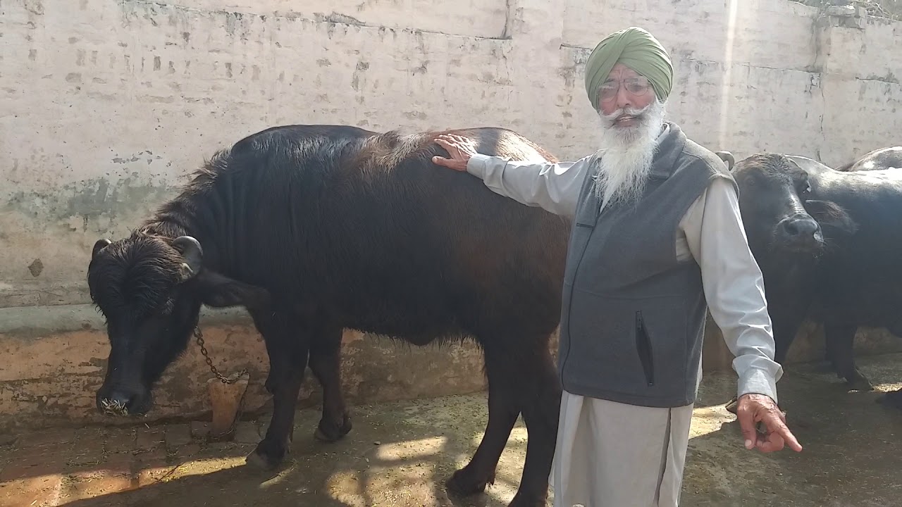 #Jai Singh Ke Bali bull ka result aa chuka hai Ph 95924-00991👈 owner Makhan Singh 🏅🏆👍13-3-2019