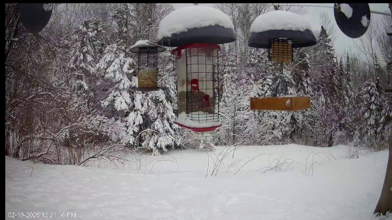 Bird Feeder Cam