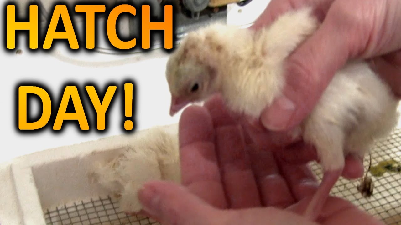 How to Hatch Turkey Eggs (Part 6) Hatch Day ~ What Not to Do!