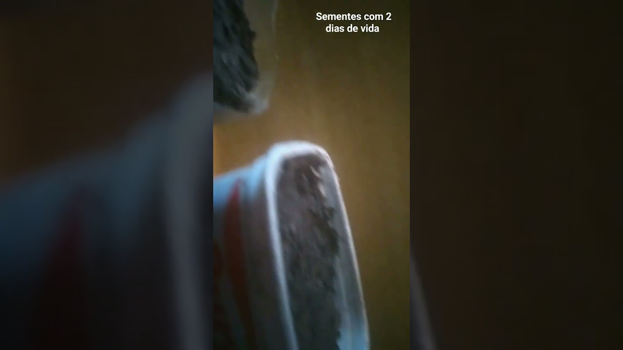 semente de cannabis com 2 dias de vida