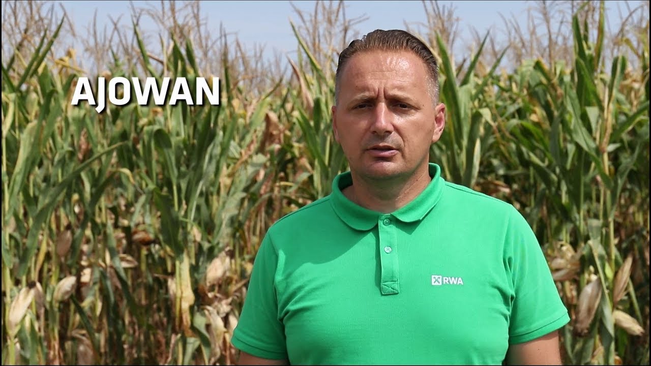 AJOWAN