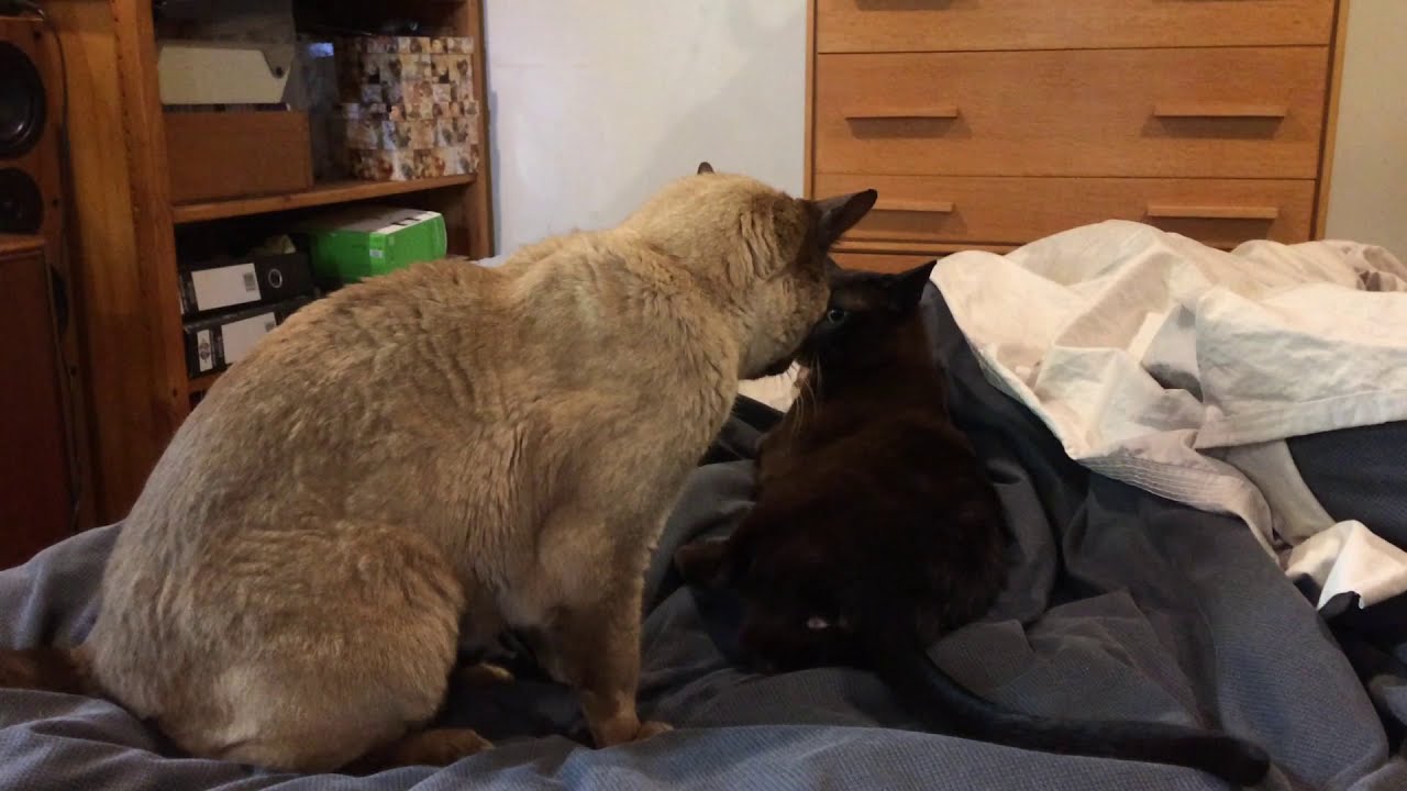 Tonkinese Cat about to attack Burmese Cat