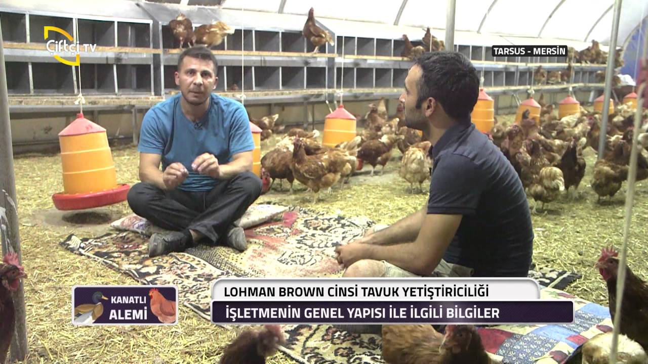 Kanatlı Alemi-Lohman Brown Cinsi Tavuk Yetiştiriciliği