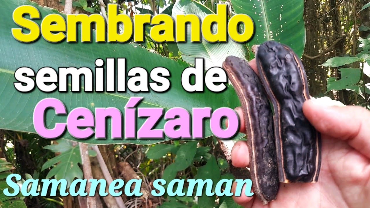 Sembrando semillas de árboles de Samanea saman.