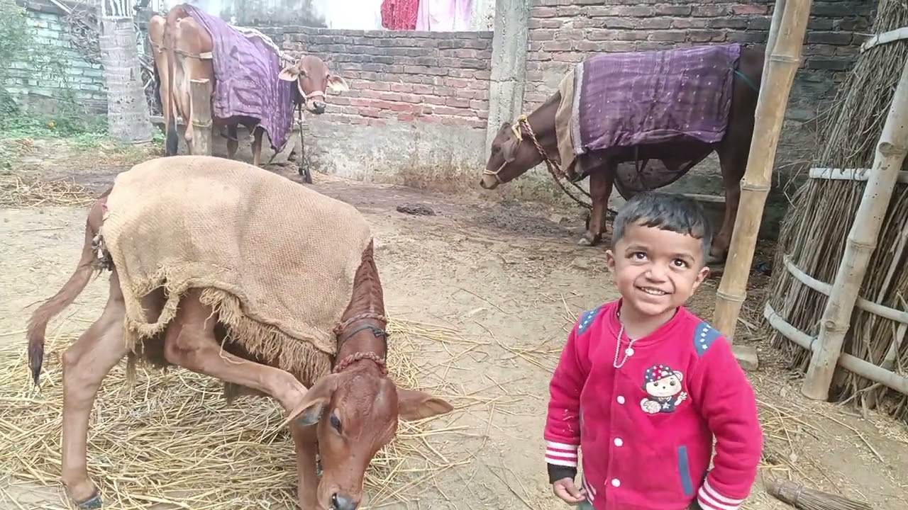 shivansh aapne gau ke ghar par #mithila #song #gaumata #मिथिलांचलगीत #gauseva #village #benipatti 