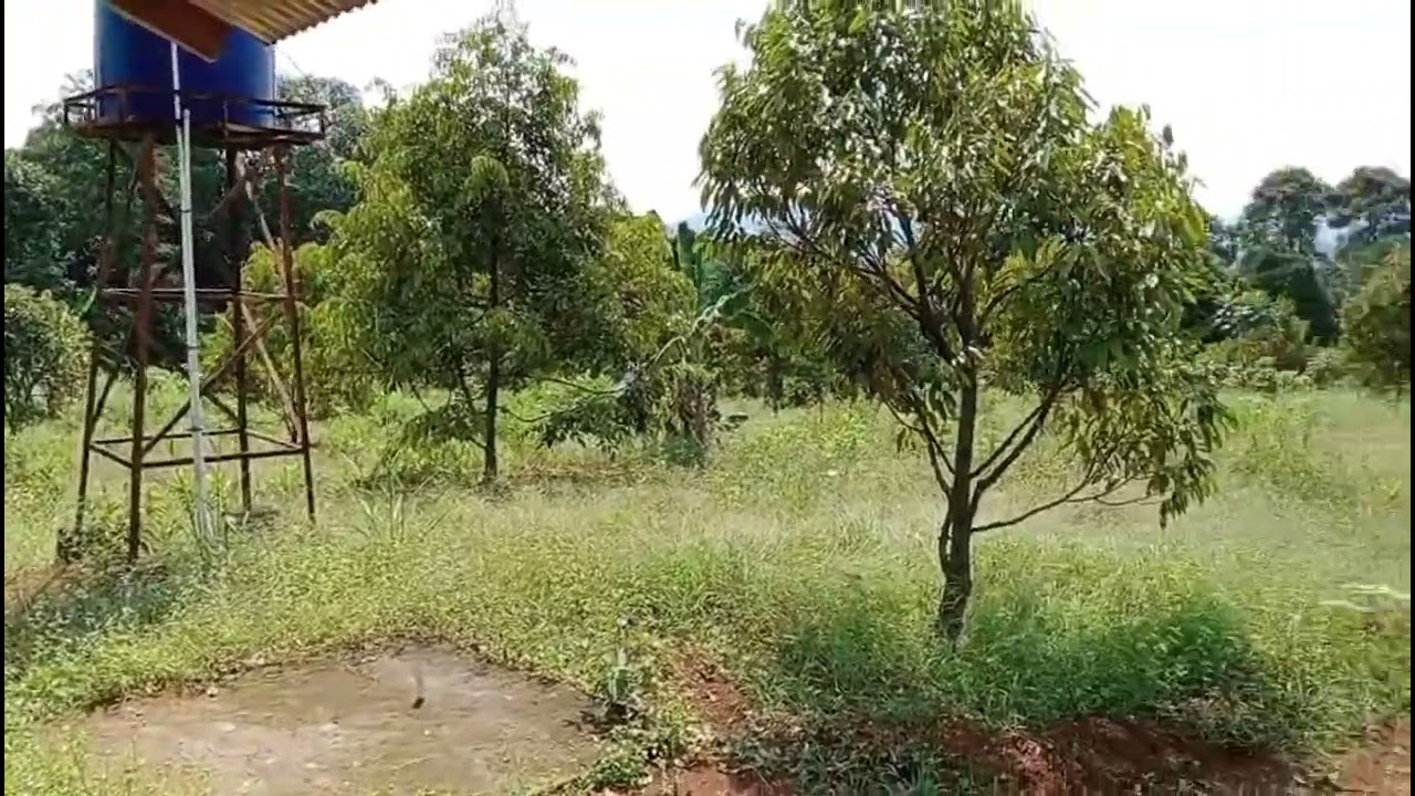 Jual lahan kebun duren luas 3000 metr lokasi desa pangradin kc jasinga 180 rb / metr akses mobil 