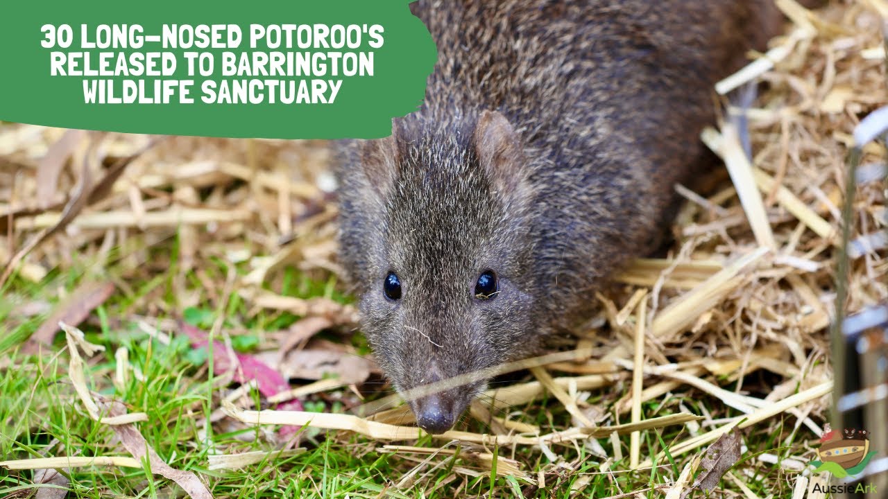 30 Long-nosed Potoroo’s released to the Barrington Wildlife Sanctuary.