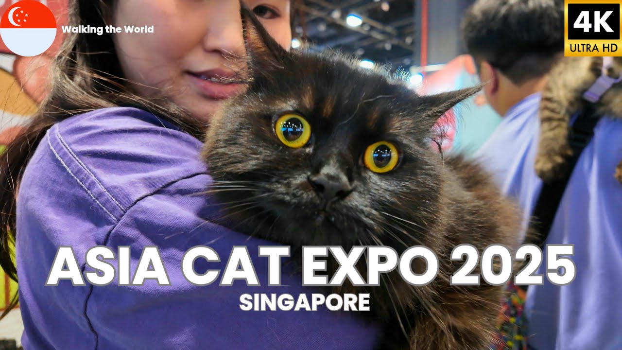 Самые милые коты на свете? Asia Cat Expo 2025 за 5 минут в Suntec Singapore [4K]