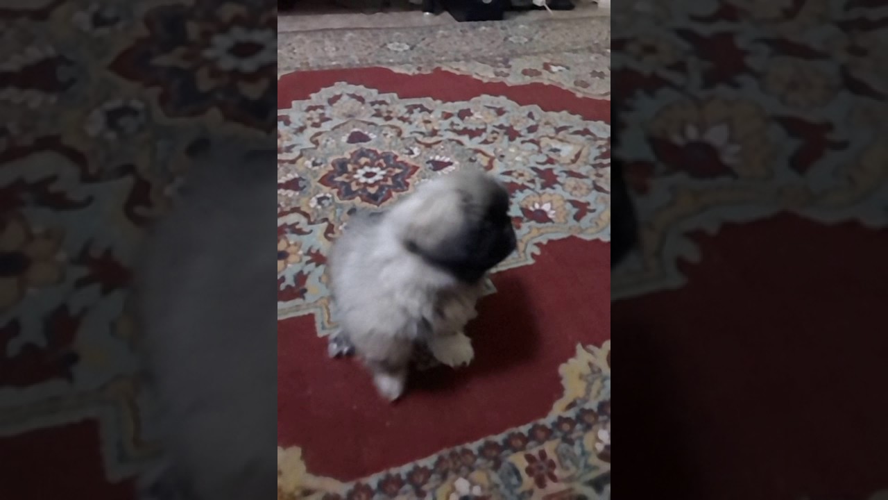 Пекинес 3.5 месяца