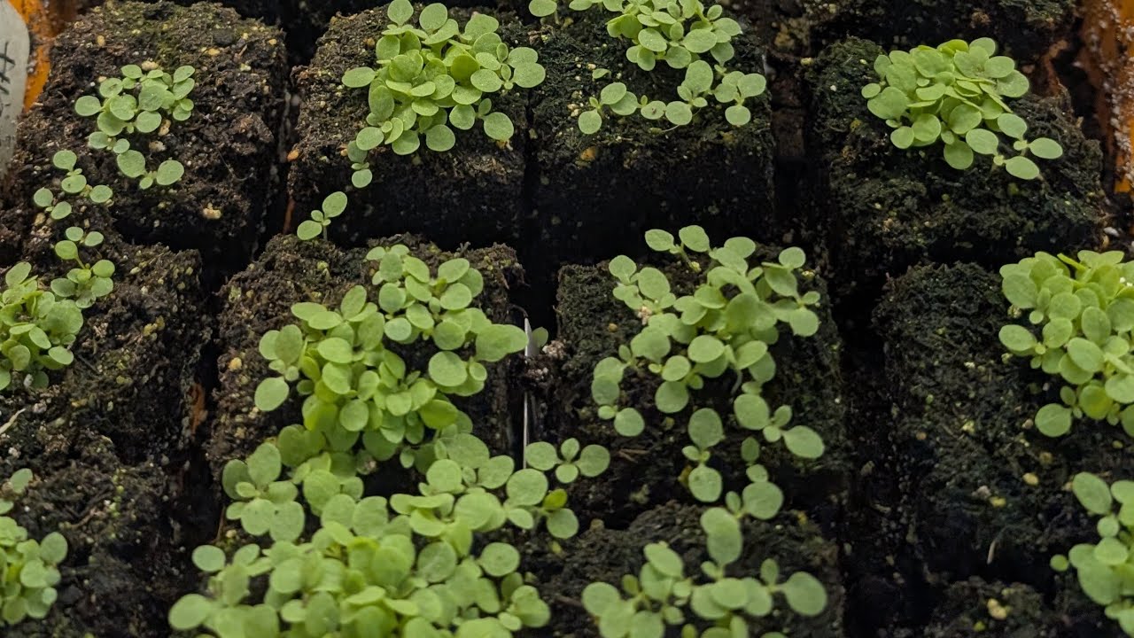 soil blocking for the lazy and broke