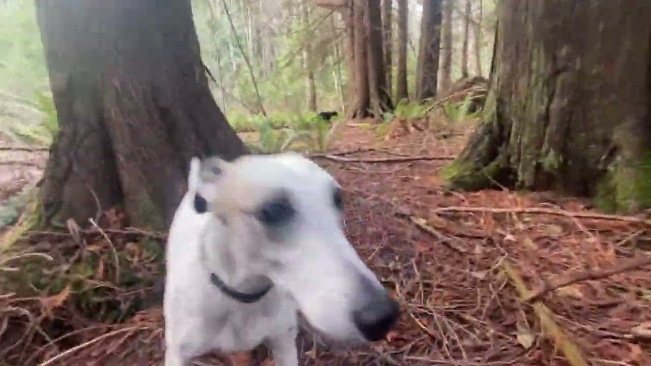 Whippet Good! 