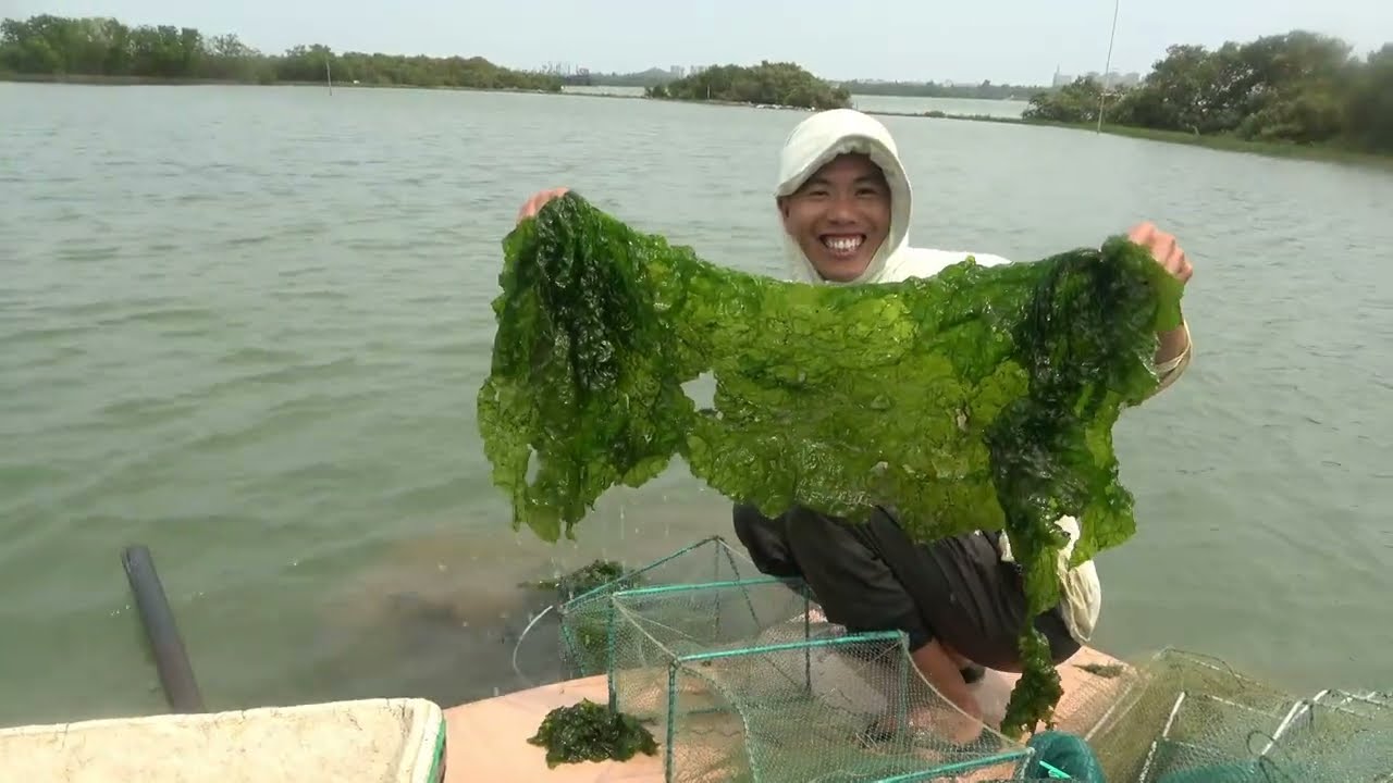 小池的大坝又跑进很多鱼虾蟹，下网抓到虾蟹满满的，今天收获不错