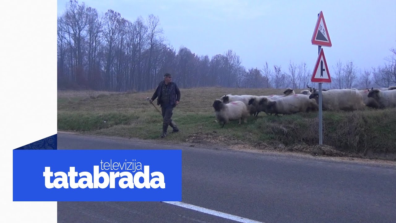 Ovčari iz Zenice pješice obiđu čitavu BIH sa svojim ovcama - tatabrada.tv