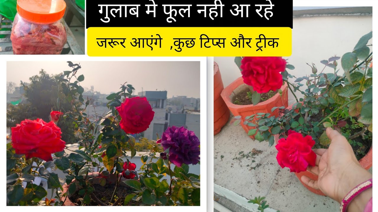 आपके गुलाब भी फूलों से भर जाएगा, बिल्कुल ऑर्गैनिक कीटनाशक  खाद और मिट्टी ऐसे बनाए। 
