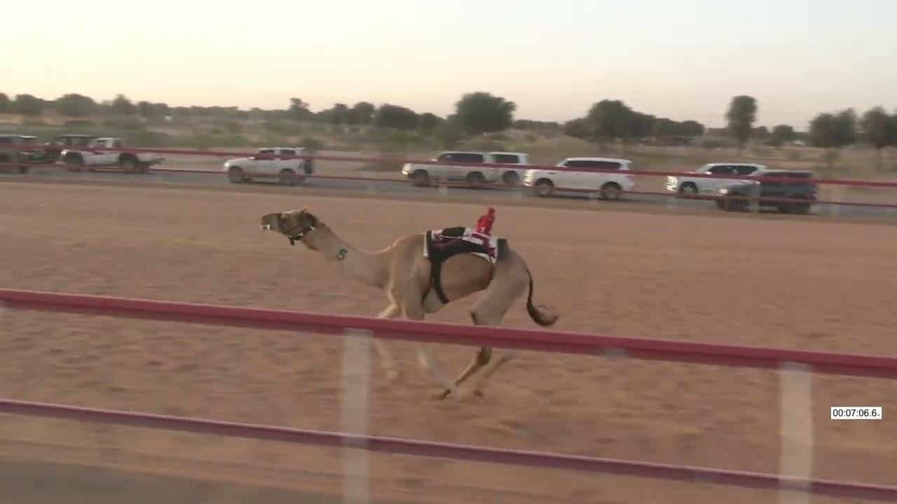 R3 24 1 2026T الشوط (3) هملول للسيد/ إبراهيم بن علي شطيط الوهيبي