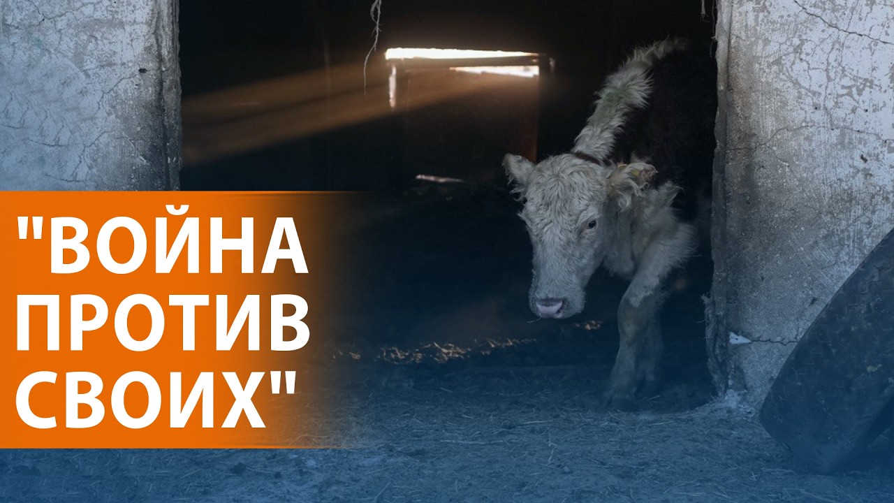 НОВОСТИ: Почему уничтожают скот: новая версия. Протесты и отключение интернета. ЦБ РФ понизил ставку